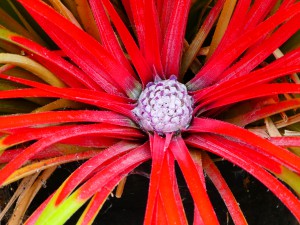 Spiky red Cactus