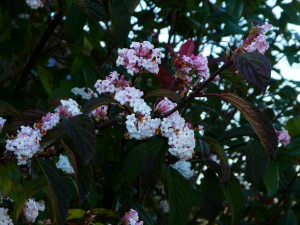 Viburnum Bodnantens Dawn