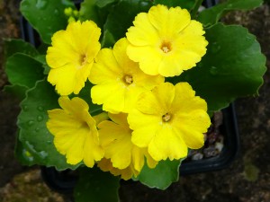 Yellow Primula