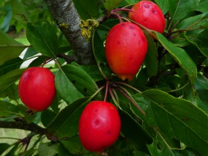 Crab Apple Red Sentinel