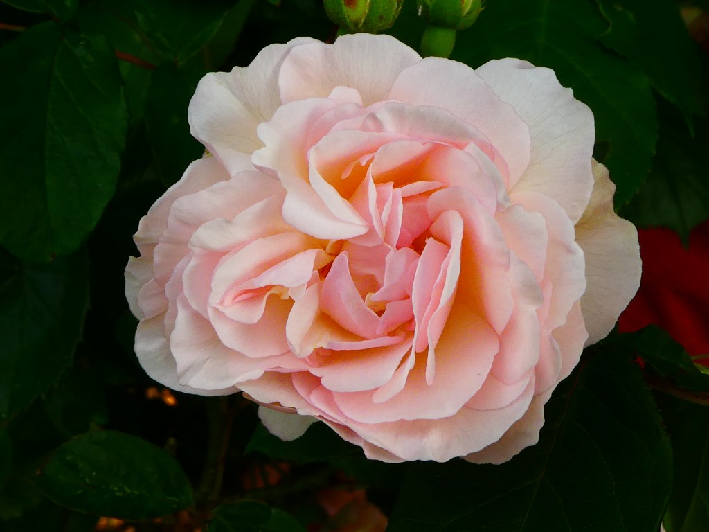 Pemberton and Bentall’s Hybrid Musk Roses