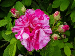 rosa mundi