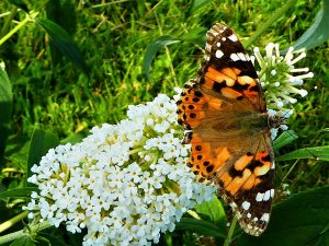 Painted Lady Butterfly