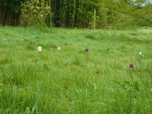 Snakeshead Fritillary