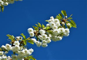 Double White Cherry Blossom