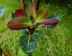 Salix Magnifica