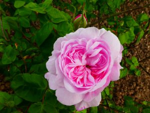 Rose Fantin Latour